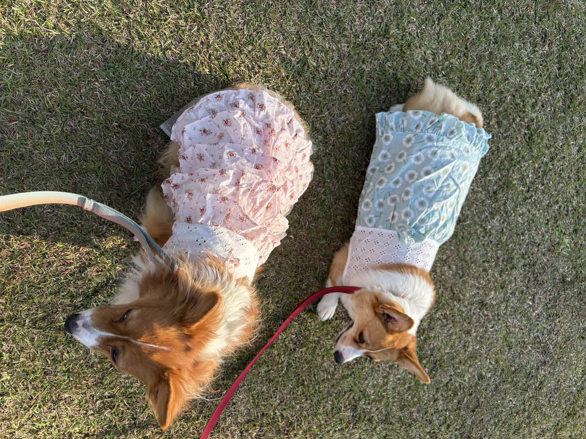 犬舎会でいただいたお洋服かわいい！