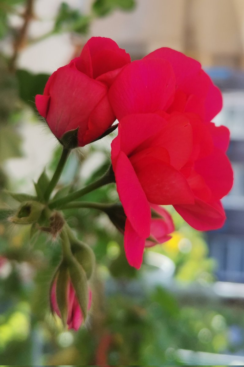 Yaşar Süngü (@yasar_sungu) on Twitter photo 