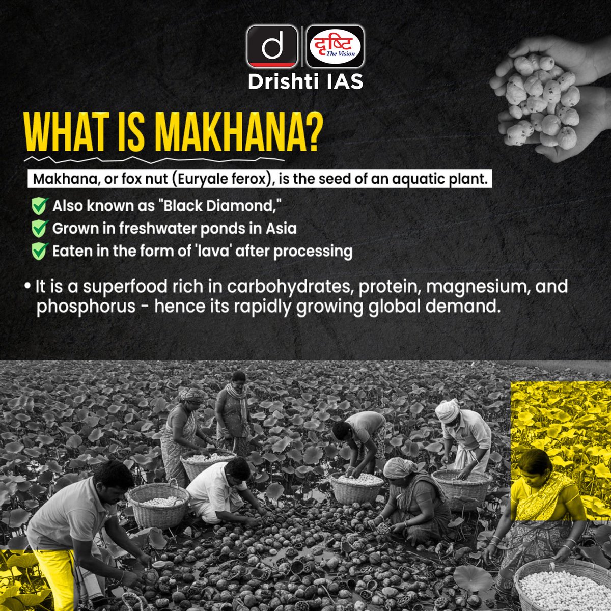 drishtiiaseng's tweet image. Makhana isn’t just a crop - it’s Bihar’s agricultural pride and India’s next big superfood story.
From Mithila’s ponds to global shelves - the rise of the Black Diamond..
.
#Makhana #MithilaMakhana #GITag #BlackDiamond #BiharEconomy #AgriReform #SuperfoodIndia #MakhanaBoard…