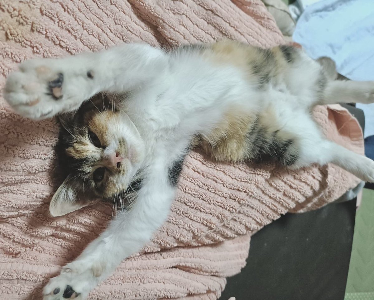 ピースにゃんこ函館＠うめこBB tweet media