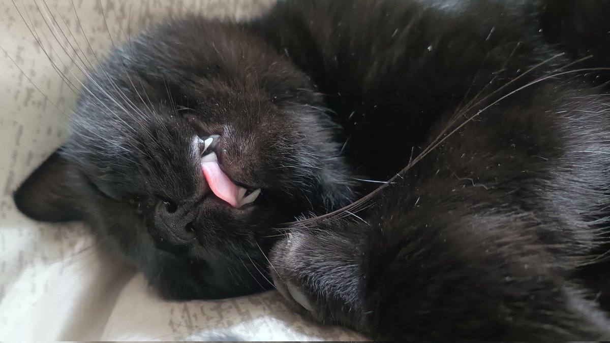 爆睡するクロちゃん。 #地域猫 #さくらねこ