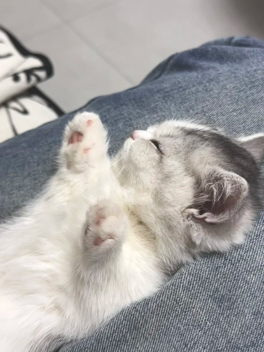 Mini04lin's tweet image. 子猫の新しい睡眠姿勢を解き放つ