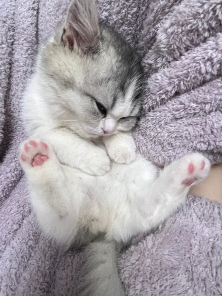 Mini04lin's tweet image. 子猫の新しい睡眠姿勢を解き放つ