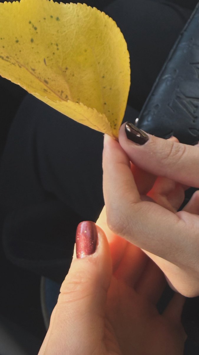 a leaf 
for me? 🥹🤍 <a href="/thesilmarillion/">evelyn ᛑᛗᛛ</a>