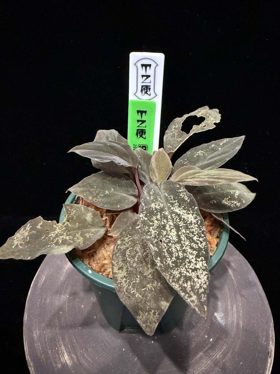 plant　引取り限定 東南亜細亜植物採取家 TZ便 (@tsagittarus22) / Posts / X