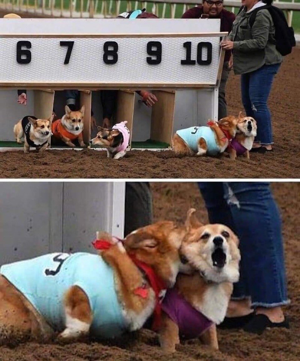 tyomateee2's tweet image. コーギーのドッグラン大会、なぜか襲われてるコーギーが撮影される