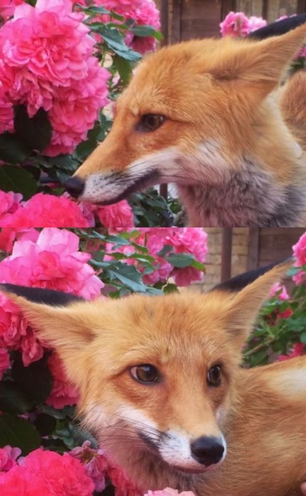 foxdesumi's tweet image. #ode #foxde