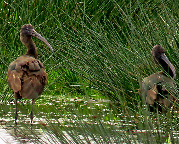 ianballam's tweet image. Glossy Ibis from Swineham on Tuesday