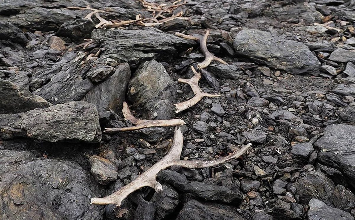subfossilguy's tweet image. Scandinavian ice patch archaeology is so fascinating! 🥰

In October 2024 was first spotted a 1500 yr-old (likely before the 530s CE cold event) reindeer trap system at the retreating margin of a small ice patch on the Aurlandsfjellet mountain plateau!

archaeologymag.com/2025/11/1500-y…