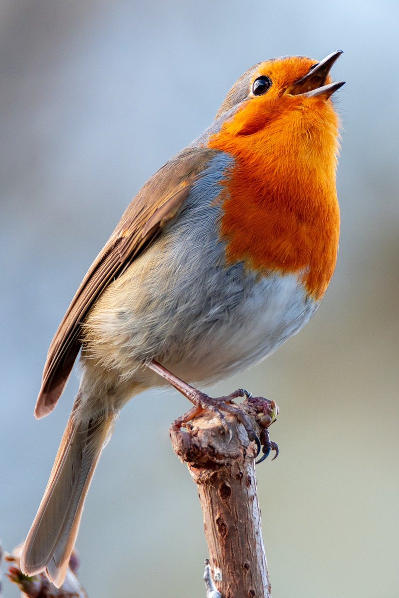 Robin having a singsong in Everton Park, Liverpool.
