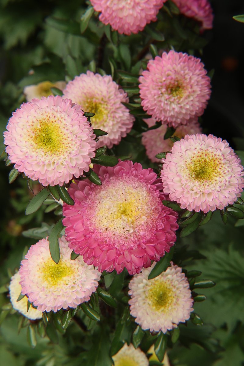 gontanokoneroku's tweet image. China aster ☺️

#Flowers #Callistephus #ChinaAster