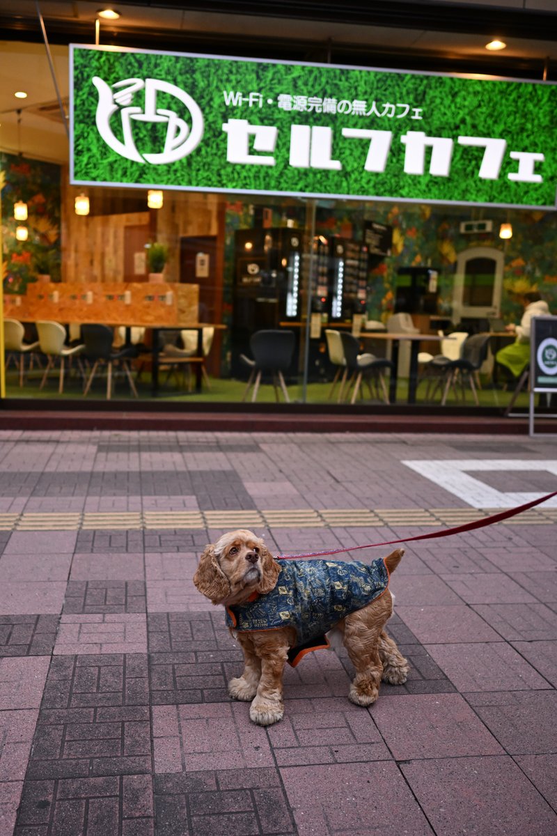 chageki's tweet image. ジュリオと散歩～寒くなってきた盛岡駅前を歩きました。 plaza.rakuten.co.jp/shigekimb0515/… #r_blog  ＃盛岡　＃アメリカンコッカースパニエル