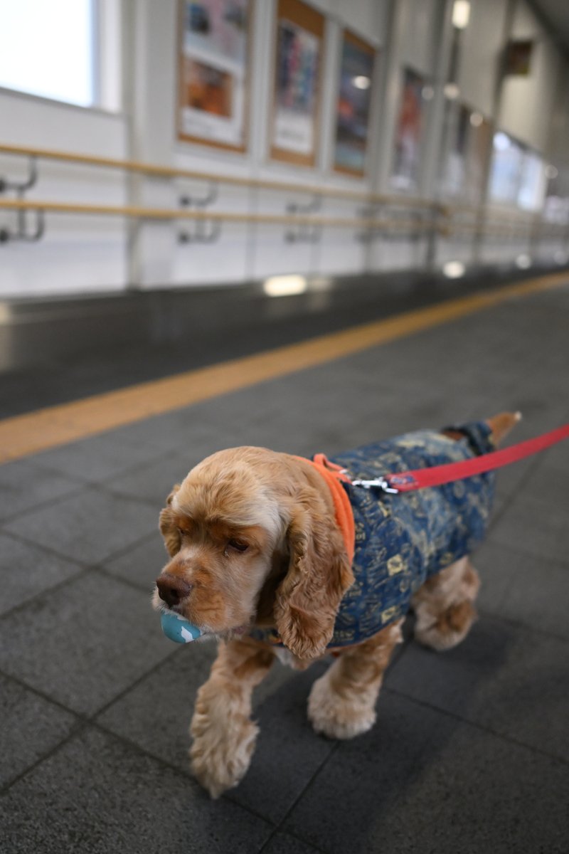 chageki's tweet image. ジュリオと散歩～寒くなってきた盛岡駅前を歩きました。 plaza.rakuten.co.jp/shigekimb0515/… #r_blog  ＃盛岡　＃アメリカンコッカースパニエル