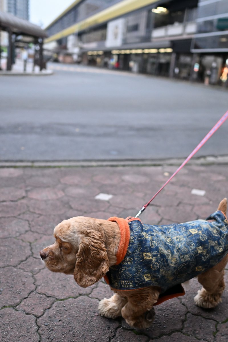 chageki's tweet image. ジュリオと散歩～寒くなってきた盛岡駅前を歩きました。 plaza.rakuten.co.jp/shigekimb0515/… #r_blog  ＃盛岡　＃アメリカンコッカースパニエル