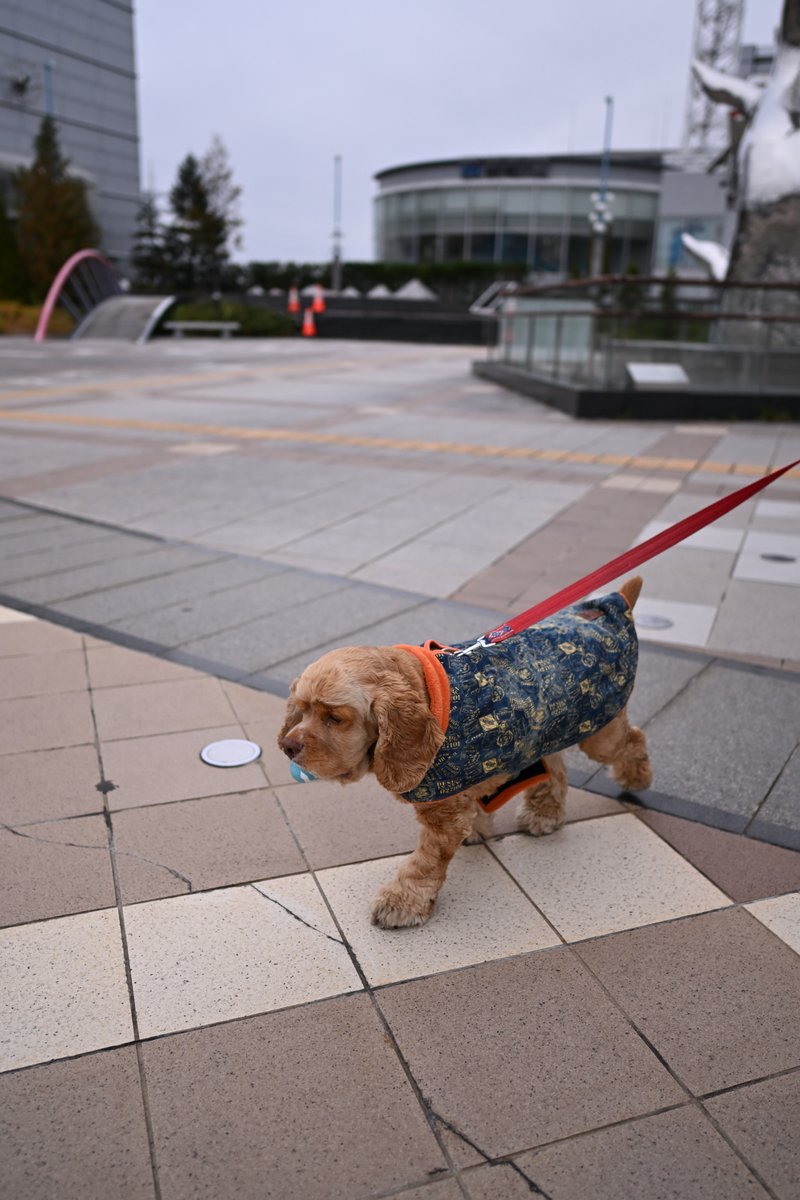 chageki's tweet image. ジュリオと散歩～寒くなってきた盛岡駅前を歩きました。 plaza.rakuten.co.jp/shigekimb0515/… #r_blog  ＃盛岡　＃アメリカンコッカースパニエル