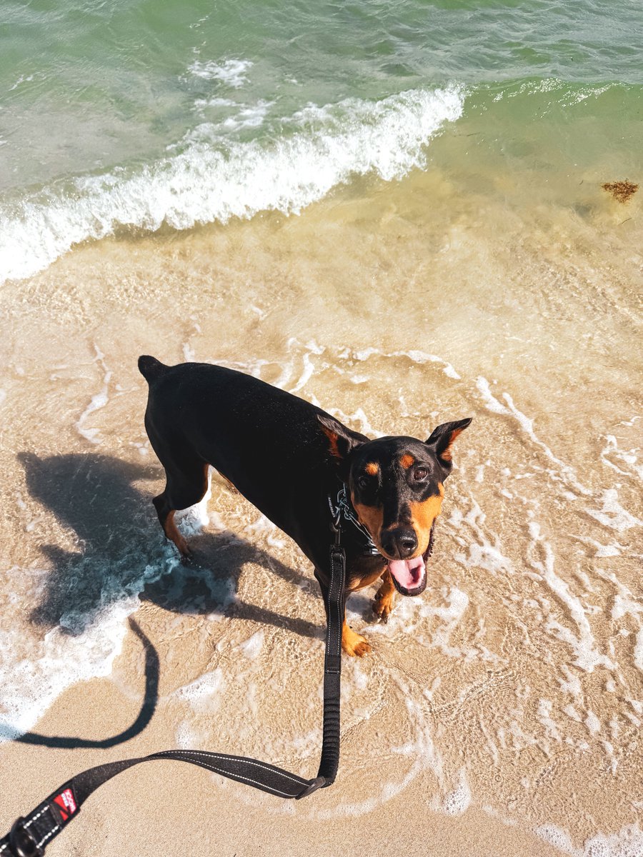 barkmeta's tweet image. Can I get a GM? 🐶☀️