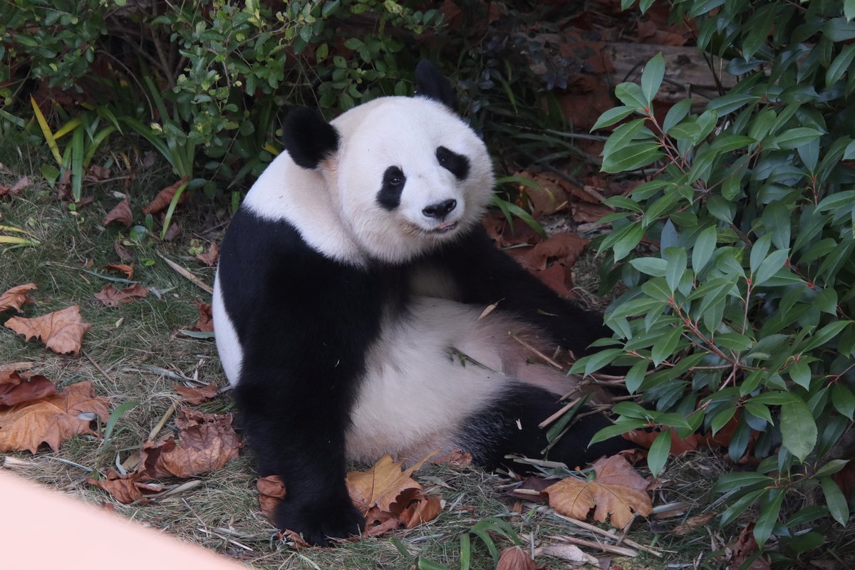 xia_lemon's tweet image. わたしに微笑んでくれてありがとう🌸🥹

この時は、わたしとあなたしかいなくて、あなたが突然わたしに笑ってくれて、シャッターを押すのを忘れそうになったよ…🥰💗

（隣の潤九はもう眠っていて、この場にはわたし🍋ひとりの観覧者だけだった）

#panda #giantpanda #樱浜 #桜浜 #ouhin