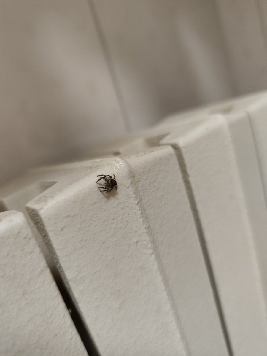 Allegedly Paolo Tumiatti tweet media