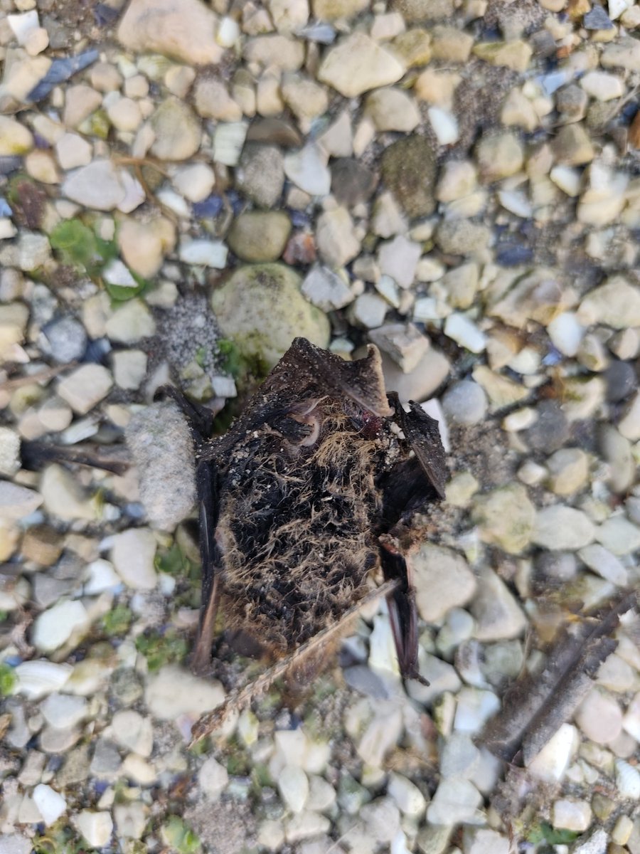 Allegedly Paolo Tumiatti tweet media