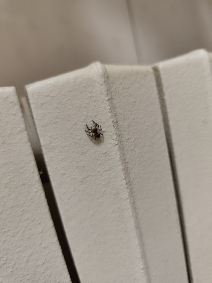 Allegedly Paolo Tumiatti tweet media