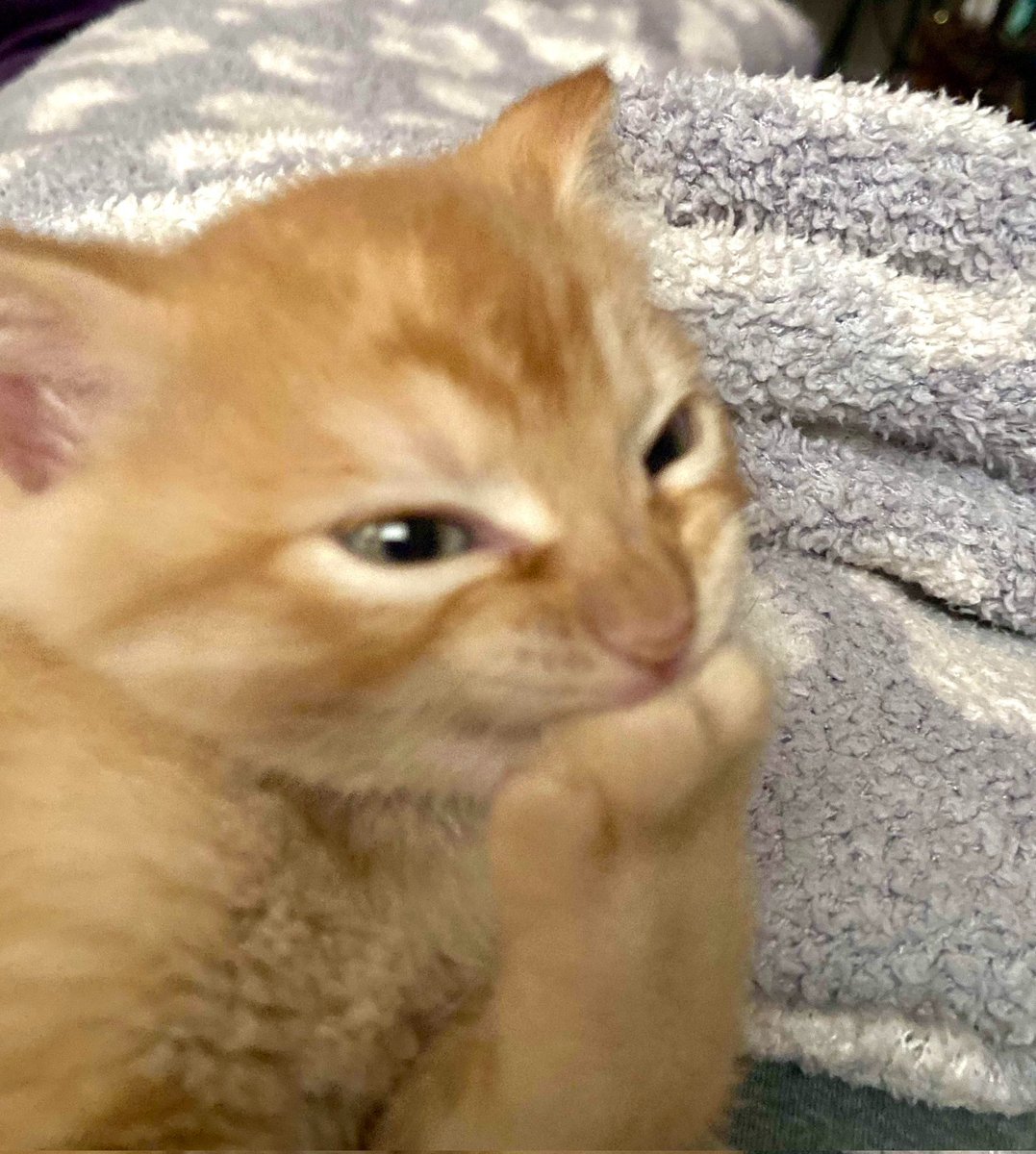 Miaw's tweet image. thinking evil thoughts