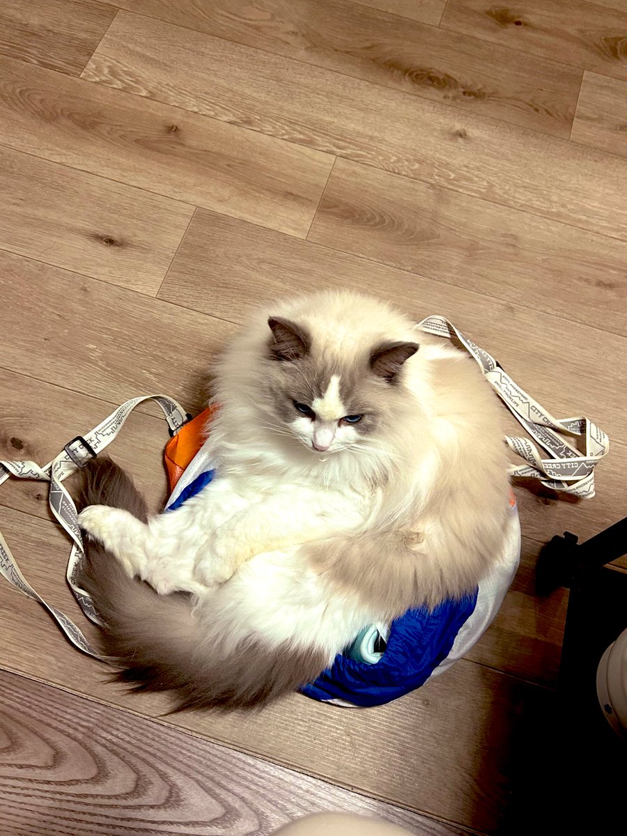 こまち🐾ぱとら (@komachi_624) / Posts / X