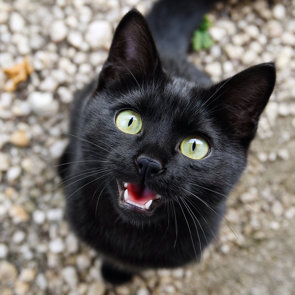 Epic Animals (@epicanimalsx) on Twitter photo 