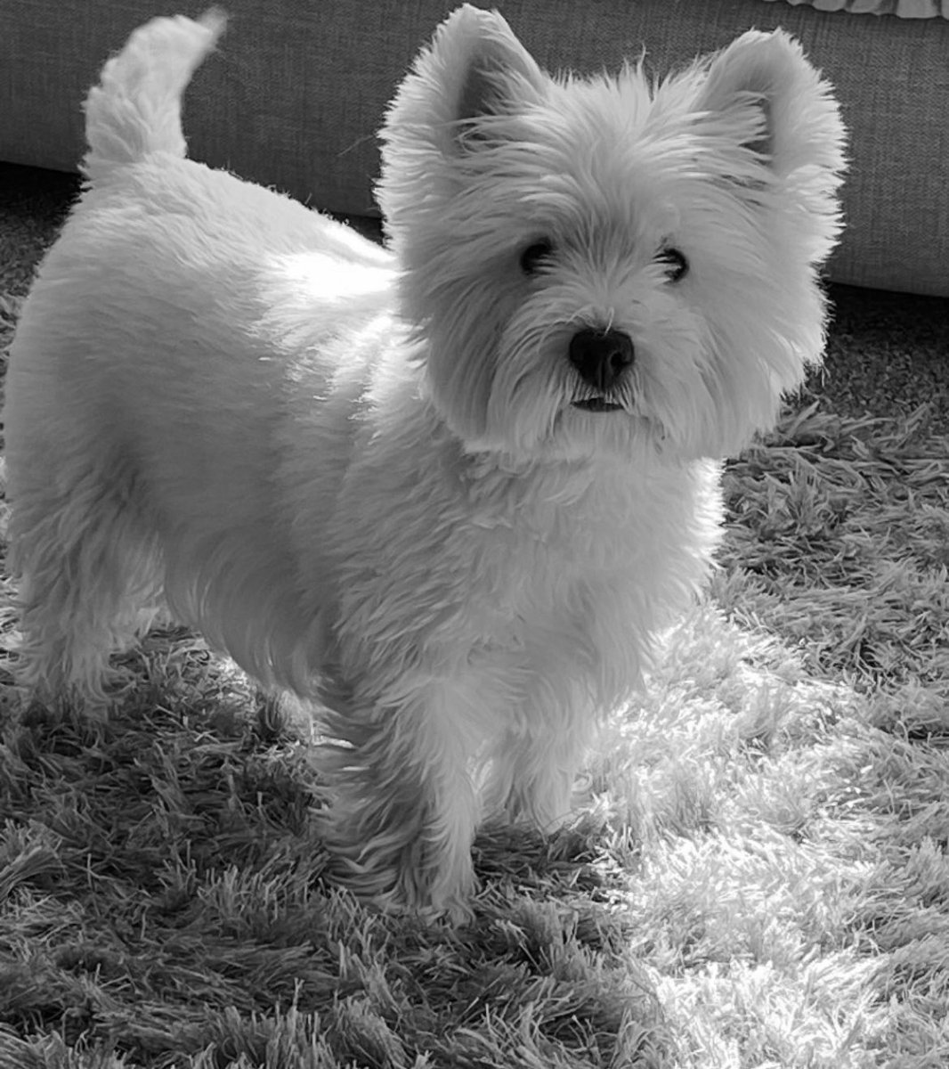 juliebry2020's tweet image. 12 years young today my little Princess … not going to lie this year has been pretty scary  and thought I was losing her a few weeks ago but she’s pulled herself round ( with nurse maid mummy ) and she is still with us ! 

#HappyBirthday 
#WinnietheWestie 
#dogsofX