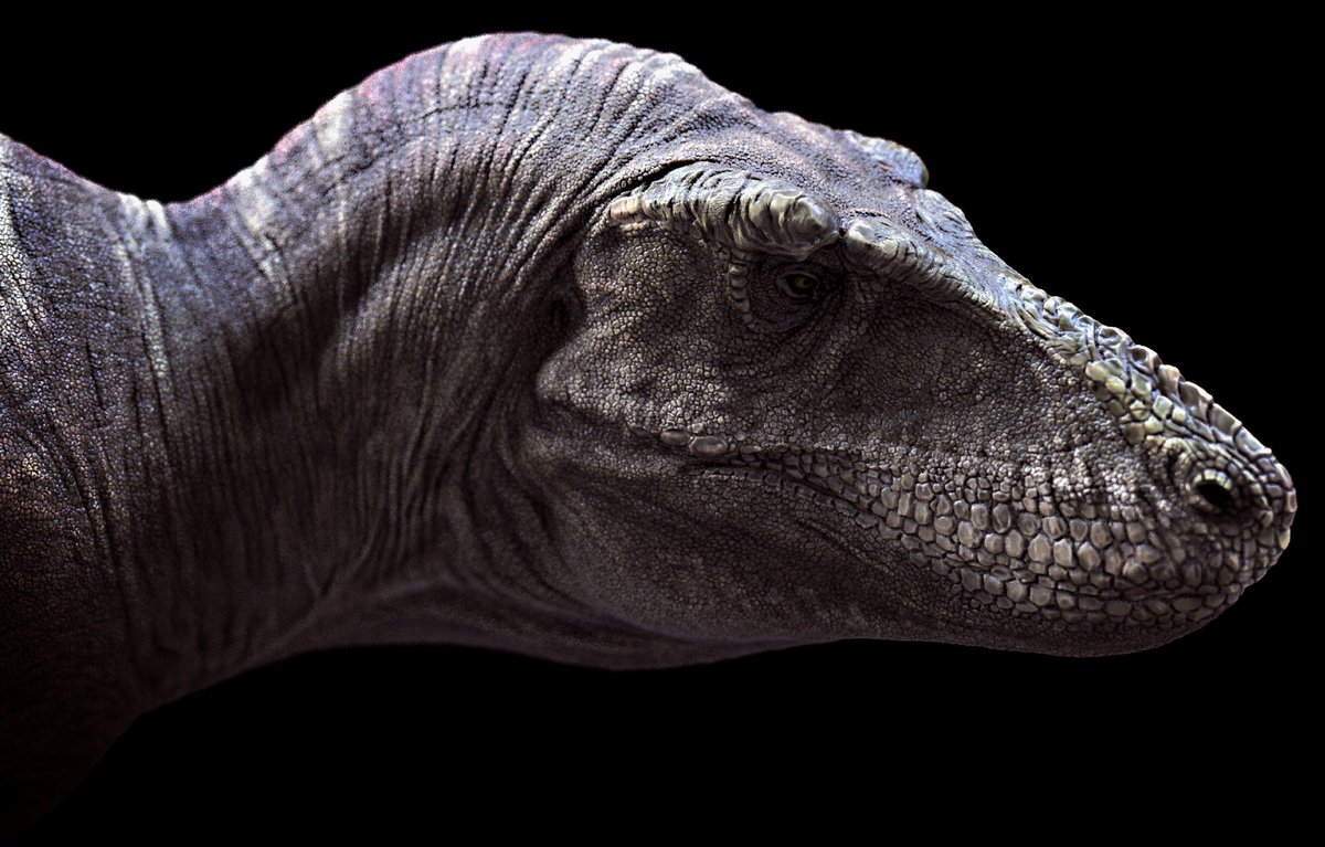 hong06809419's tweet photo. Here's a preview of the new work.Tarbosaurus，Head styling display
#dinosaur #paleontology https://t.co/EIVXZUnDiF