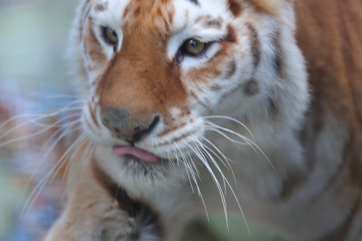 舌が少し出るステラちゃん
時々しまい忘れちゃうんです
＃那須サファリパーク　＃ベンガルトラ