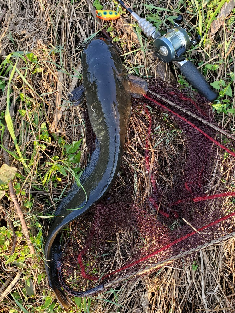 皆さんこんばんは😊🌠 10月の🎣📪️以来…来る日も×2も無反応😅👎 川の