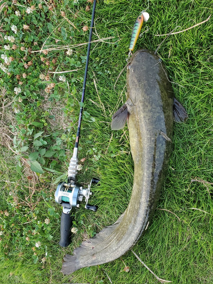 垂飾　川揚がり 皆さんこんばんは😊🌠 10月の🎣📪️以来…来る日も×2も無反応😅👎 川の