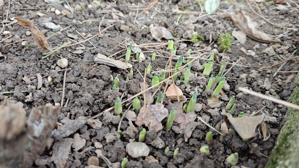 drdarko007's tweet image. Nekej sem moral spregledat, ker so narcise in zvončki po vrtu že tukej. 🤔😳🥂 #pomlad #springtime