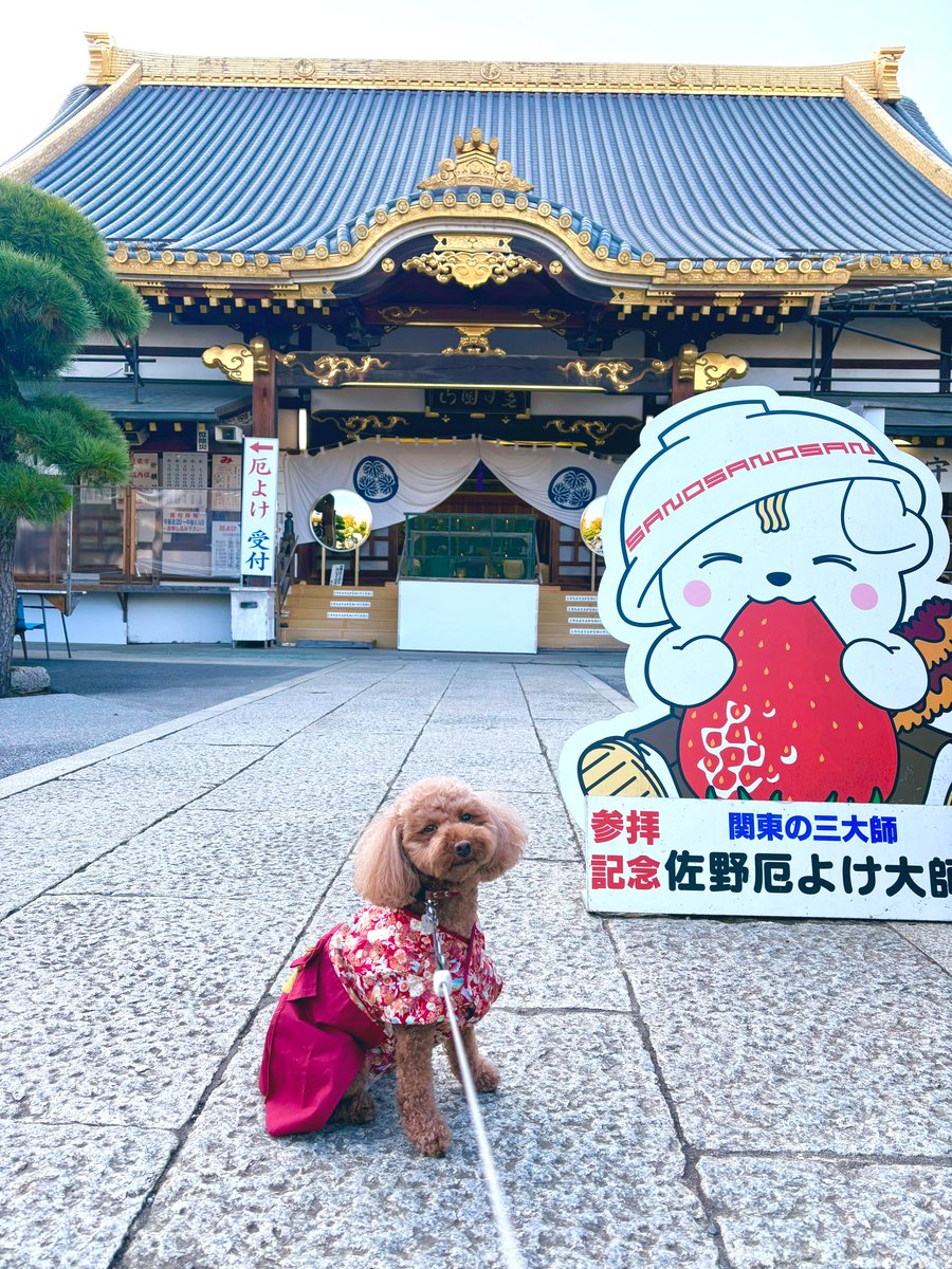 pontamugi's tweet photo. むぎちゃん、七五三してきました❣️

女の子だから7歳でやろうと思ったけど子どもが受験になるから早めにしました🍁

佐野厄除け大師は中でワンコも一緒に祈祷できますよ♪
ちなみにお詣りしたのは昨日なので空いてました😆

#トイプードル
#むぎちゃんは寝起き
#七五三 https://t.co/5wtnQQQIuj