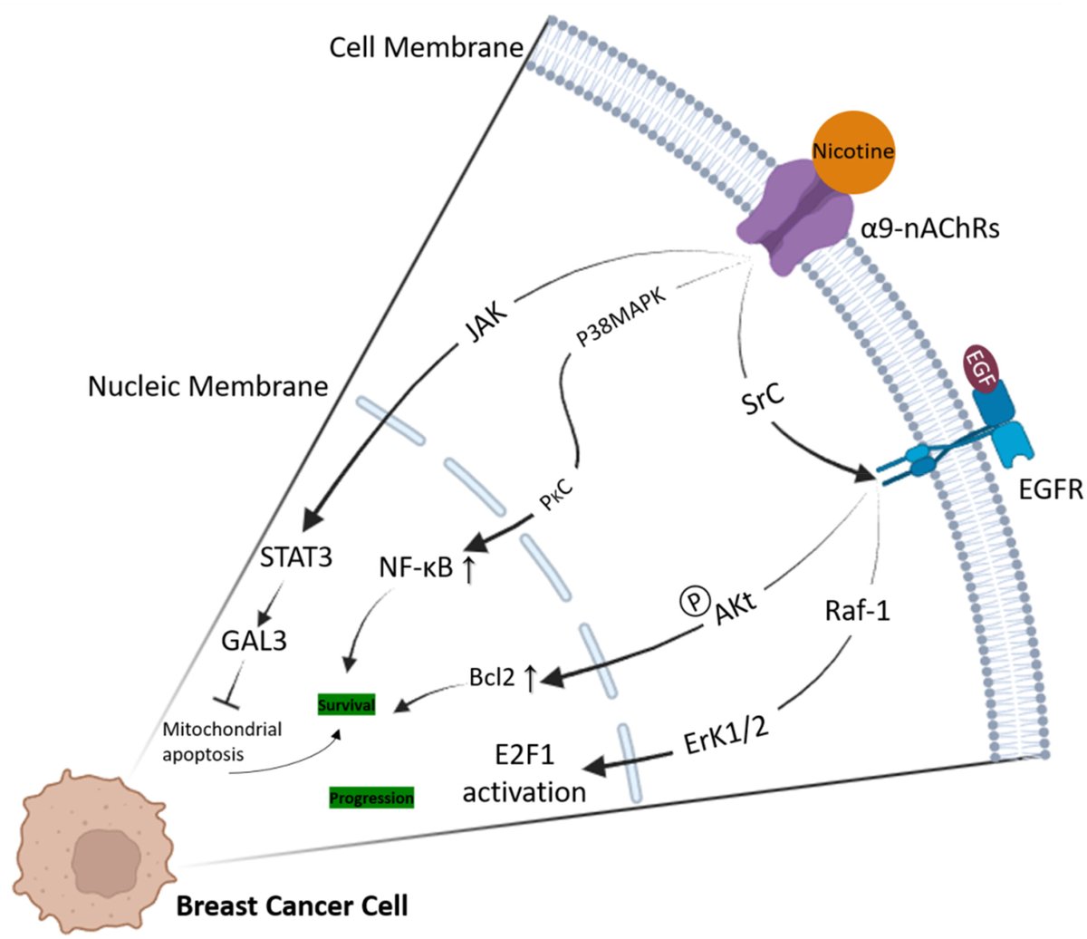 Wiley_CancerRep's tweet image. Azadi et al. reviewed the roles of nicotinic acetylcholine receptors (nAChRs) in cancer development with their context-dependent activation &amp;amp; downstream effectors.
doi.org/10.1002/cnr2.7…
#CancerReports #Wiley #Cancer #NicotinicAcetylcholineReceptor #Therapeutics