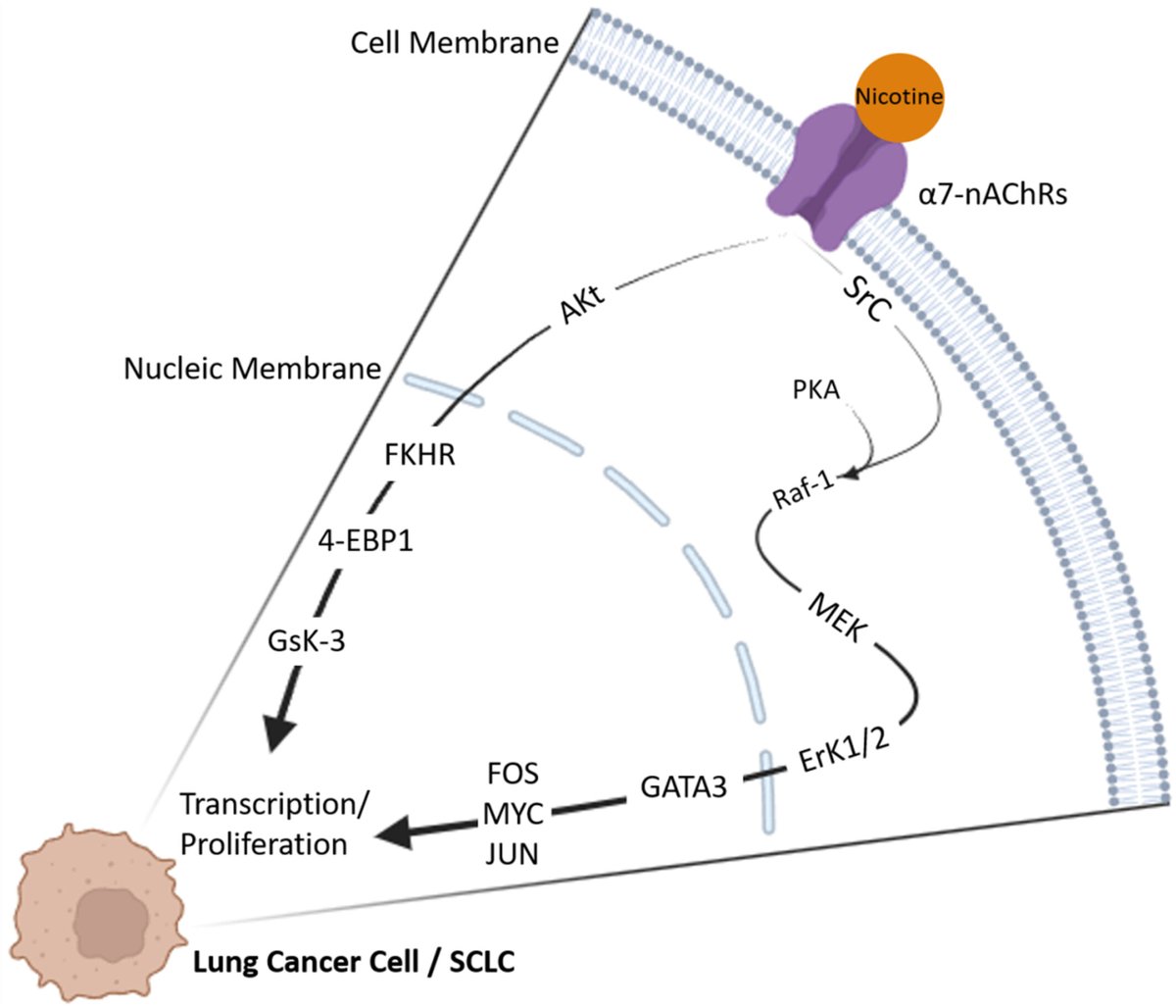 Wiley_CancerRep's tweet image. Azadi et al. reviewed the roles of nicotinic acetylcholine receptors (nAChRs) in cancer development with their context-dependent activation &amp;amp; downstream effectors.
doi.org/10.1002/cnr2.7…
#CancerReports #Wiley #Cancer #NicotinicAcetylcholineReceptor #Therapeutics