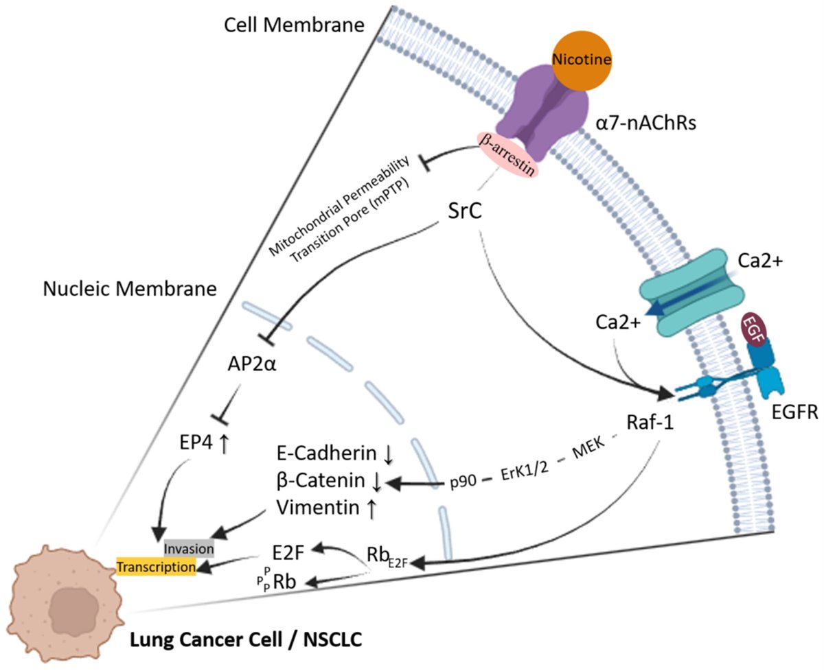 Wiley_CancerRep's tweet image. Azadi et al. reviewed the roles of nicotinic acetylcholine receptors (nAChRs) in cancer development with their context-dependent activation &amp;amp; downstream effectors.
doi.org/10.1002/cnr2.7…
#CancerReports #Wiley #Cancer #NicotinicAcetylcholineReceptor #Therapeutics