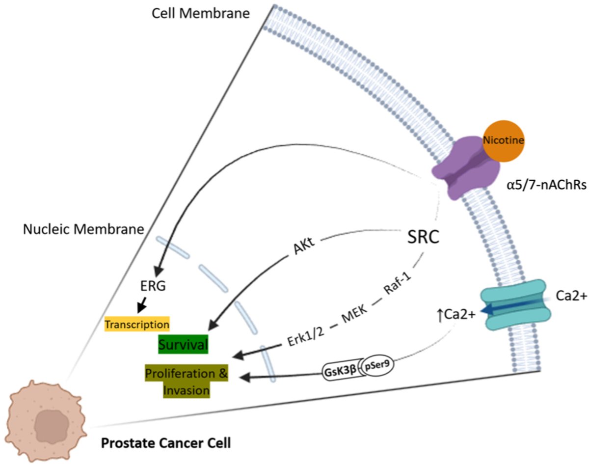 Wiley_CancerRep's tweet image. Azadi et al. reviewed the roles of nicotinic acetylcholine receptors (nAChRs) in cancer development with their context-dependent activation &amp;amp; downstream effectors.
doi.org/10.1002/cnr2.7…
#CancerReports #Wiley #Cancer #NicotinicAcetylcholineReceptor #Therapeutics