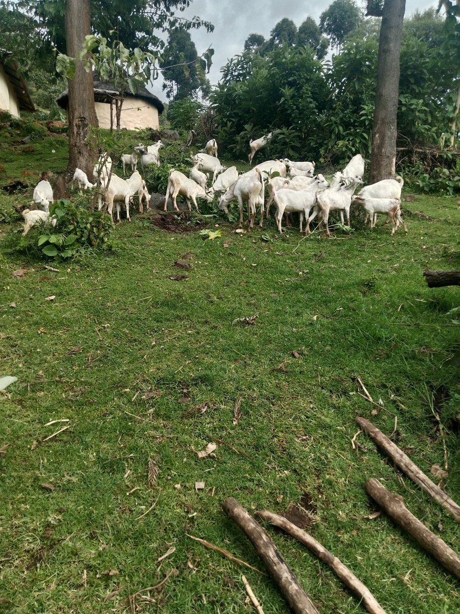 masterkd4555712's tweet image. Village life