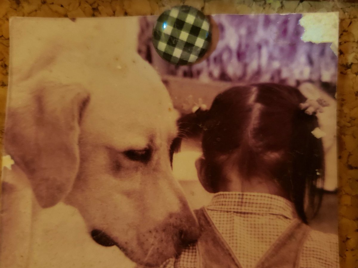 プレミア公開並走したらまた
大号泣してもうて、たいへん。

ぜったい会えるからね〜
みんなと待っててね。🐶🦴🌈