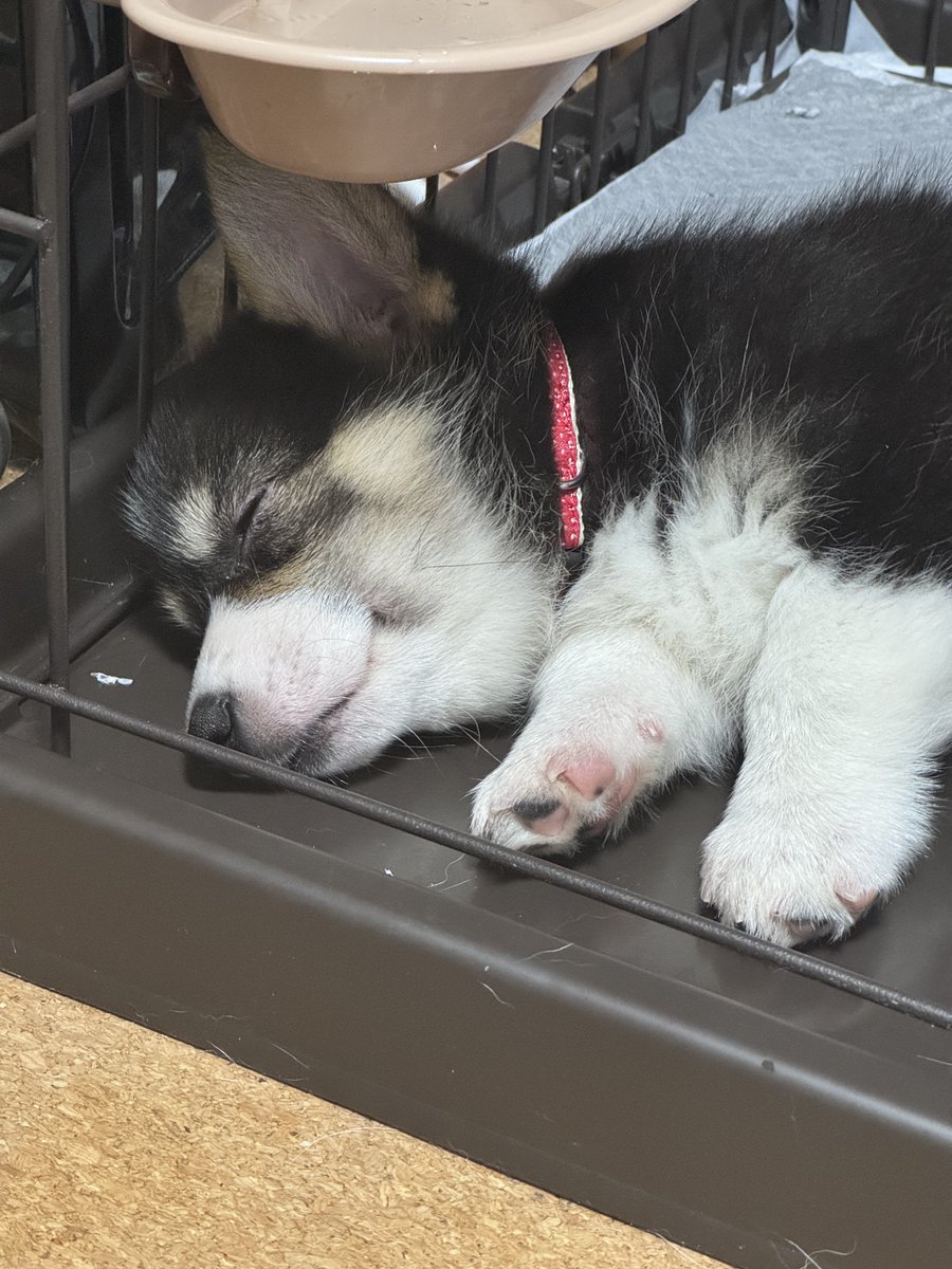 シーフーサン🍭(コーギー) (@usamikun) / Posts / X