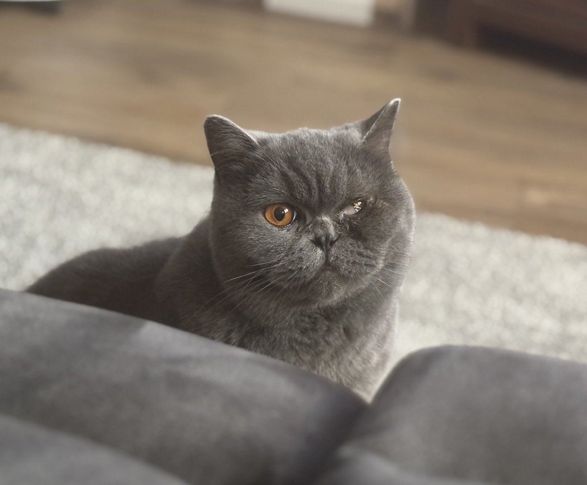 sparklyquark's tweet image. When your visually impaired cat is so pretty! #Misty