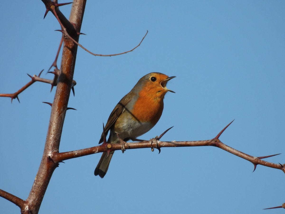 Kızılgerdan #hangitür