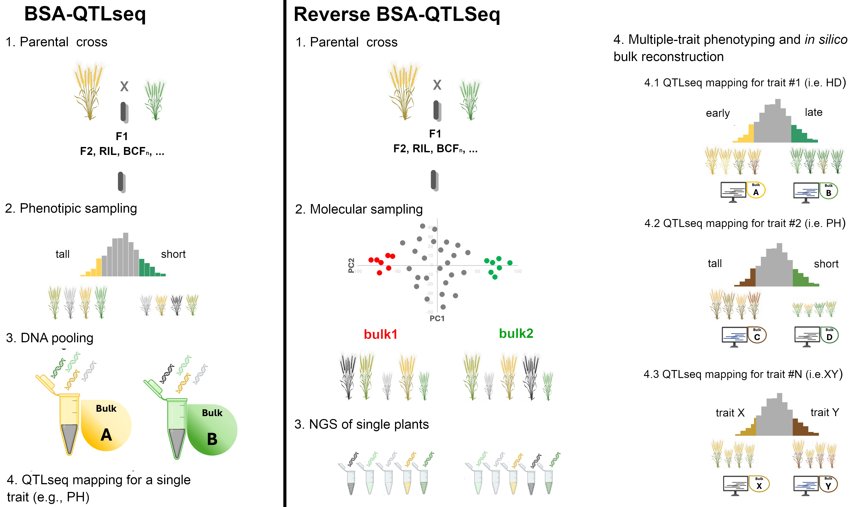 Reverse BSA-QTLseq: a new genotype-driven bioinformatics approach for simultaneous trait mapping #resource #PlantCommunications cell.com/plant-communic…