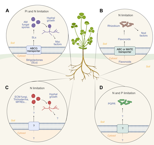 Molecular mechanisms modulating beneficial plant root-microbe interactions: What’s common? #review #PlantCommunications cell.com/plant-communic…