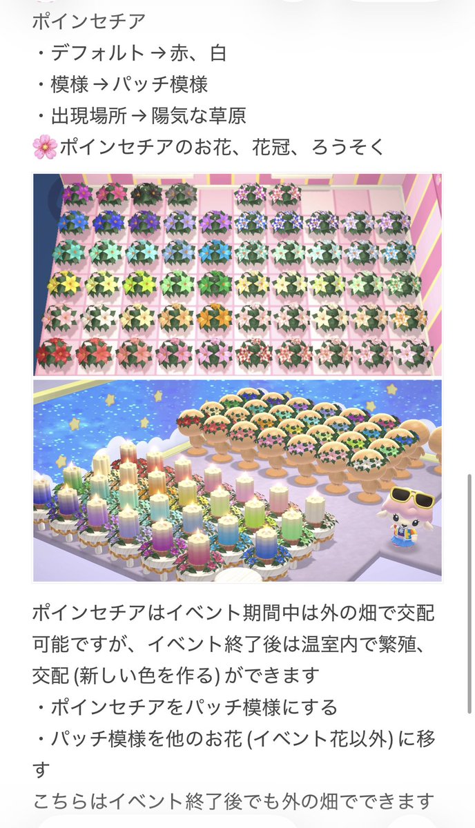 イベント花→ポインセチア 陽気な草原に湧くので、陽気な草原の畑に