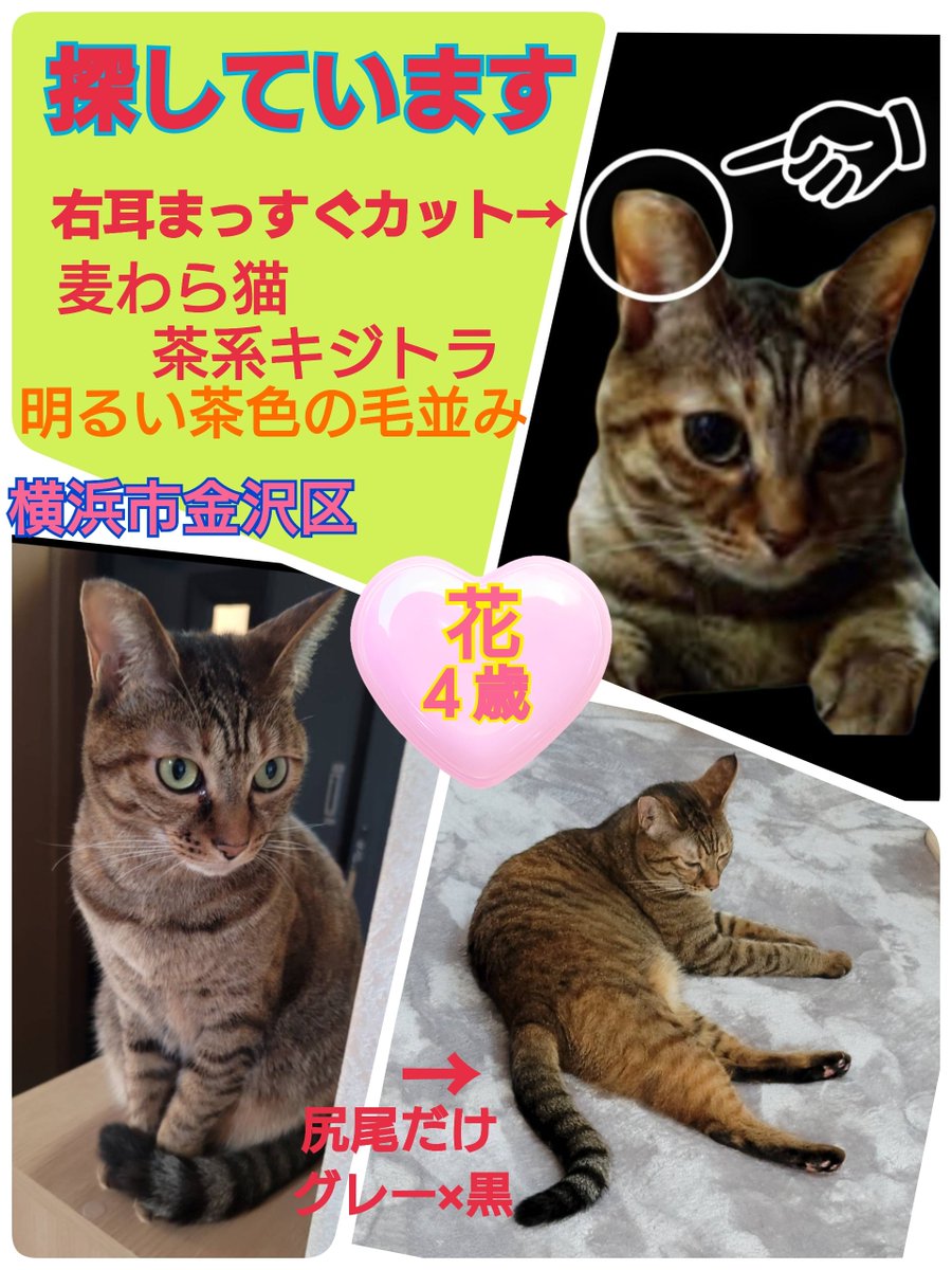 squirrelemi's tweet image. 猫を探しています。花ちゃん４歳。2024年4月11日横浜市金沢区富岡東の自宅から私の不注意で外に出てしまい行方不明のままです。右耳と尻尾に特徴があります。似た猫を知りませんか？
#猫を探しています 
#拡散希望 
#リポストお願いします 
#横浜市金沢区 
#迷子猫