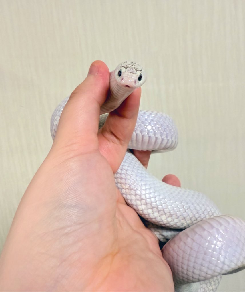 평소에는 매우 
동글동글동글 맨들맨들맨들
아기 뱜입니다