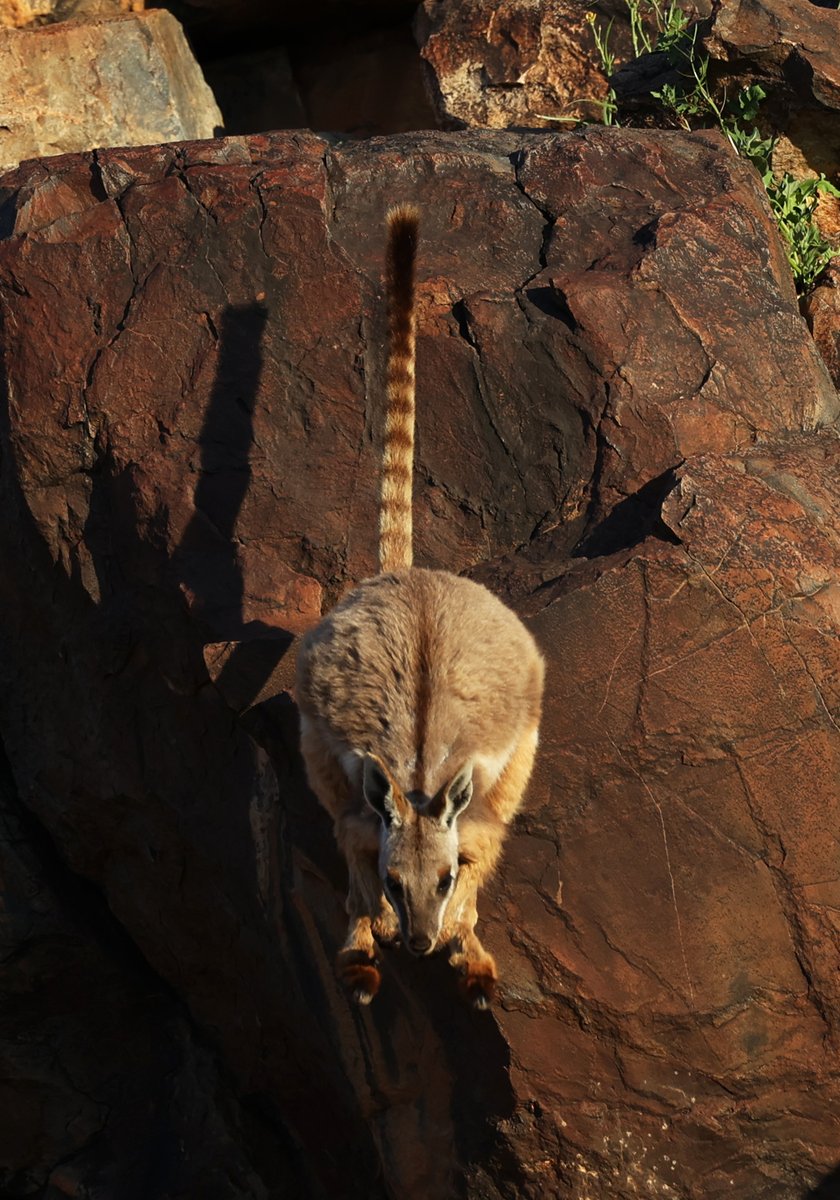 SandyHorne61's tweet image. Might as well jump!
Go ahead and jump!
A yellow-footed rock-wallaby showing off its gorgeous stripy tail.
Boolcoomatta Reserve.