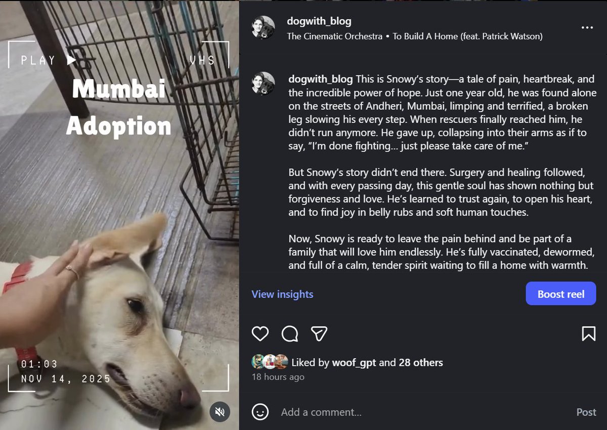 kaalicharan's tweet image. Rescued from Andheri’s streets with a broken leg, this once-scared pup is now fully healed and vaccinated. #Mumbai 

He’s ready for his forever home.  To adopt, contact Srishti: 7738214021.

RT!